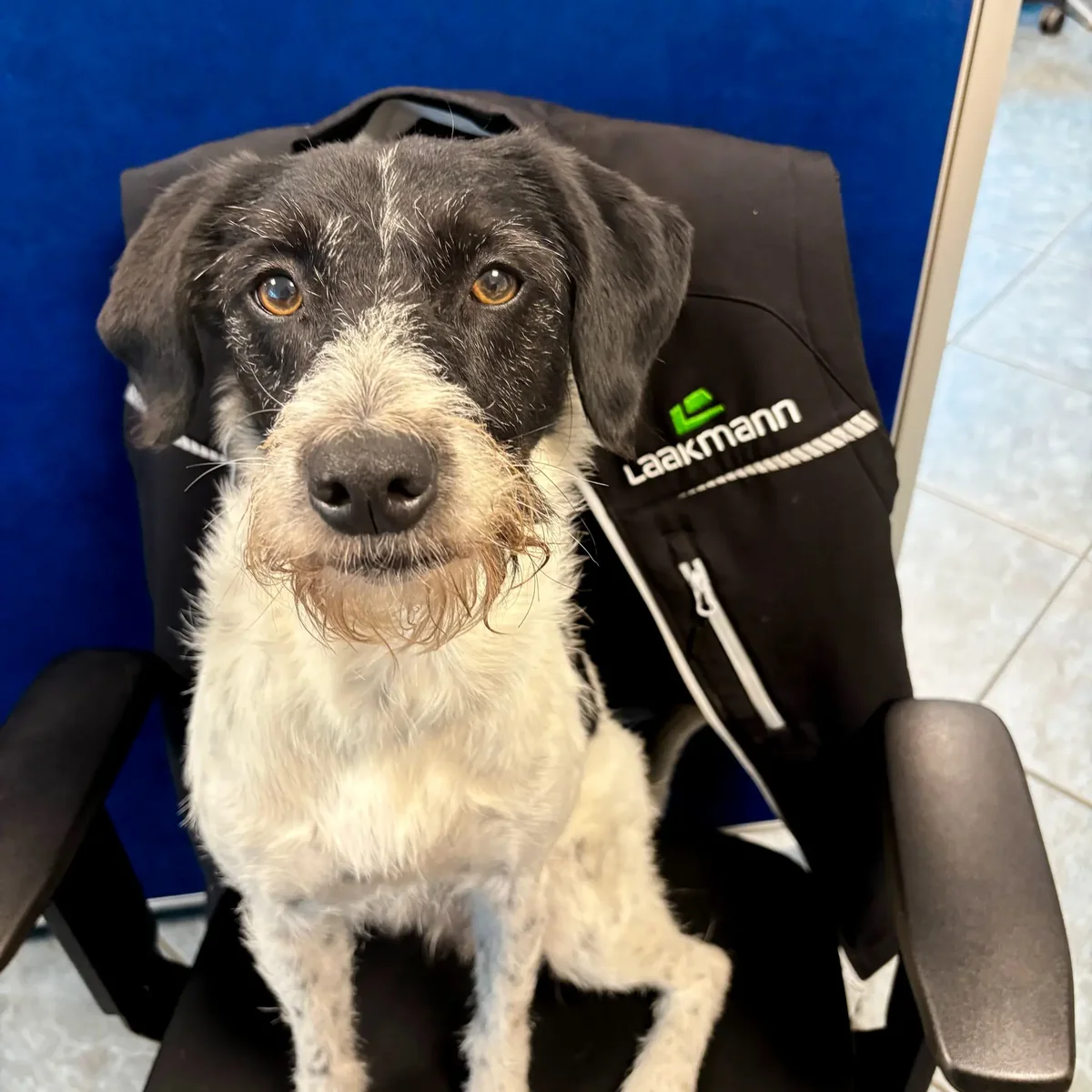 Bürohund auf einem Stuhl